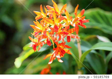 カトレア　オレンジナゲット‘Orange Queen’（花は終わりました） ○Rlc. Tzeng-Wen Sunset'Orange' - カトログ !! ～ カトレヤ