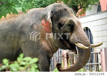 象の後ろ姿 動物の写真素材