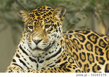 ジャガー 屋外 動物 顔の写真素材