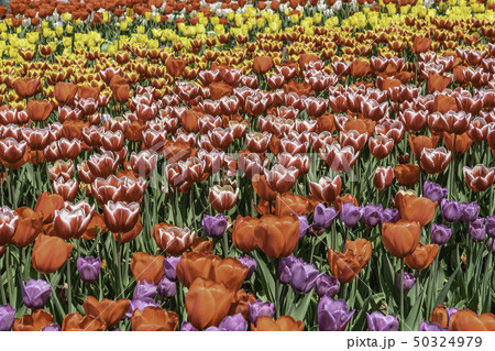 花 チューリップ 植物 韓国の写真素材