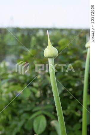 植物 アリウム 紫色 つぼみの写真素材