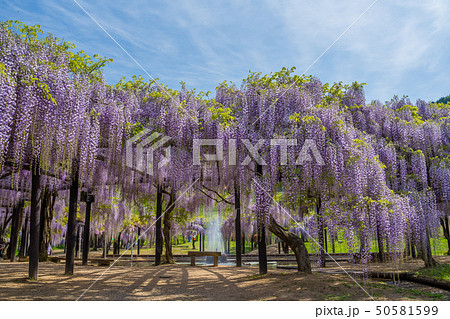 山藤の花の写真素材 - PIXTA