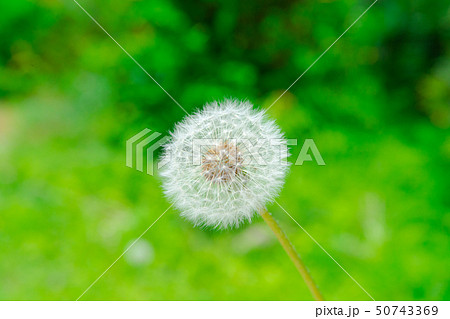 ダンデライオン 花の写真素材