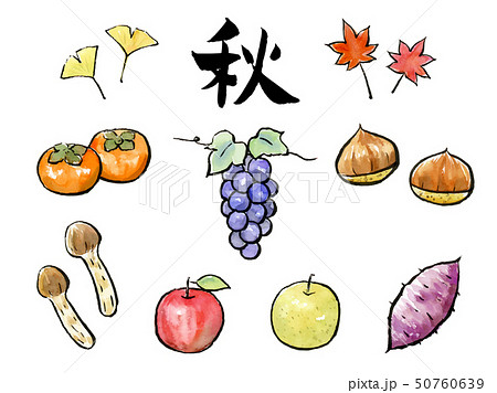 筆文字 文字 野菜 秋野菜のイラスト素材