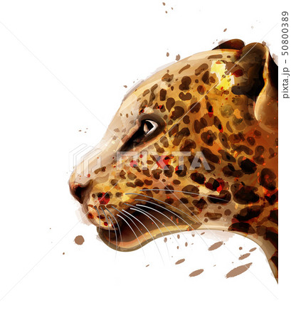 動物 ジャガー ブラジル 自然のイラスト素材