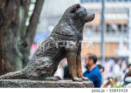 忠犬ハチ公の写真素材