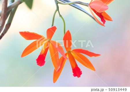 カトレア 花 植物 オレンジ色の写真素材 - PIXTA
