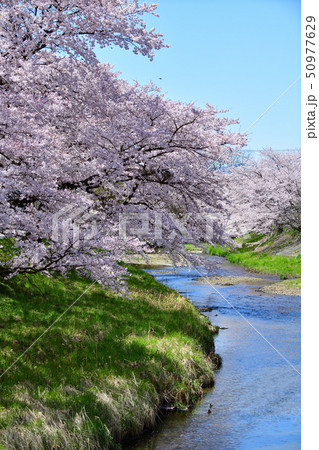 藤田川ふれあい桜 藤田川 ふれあい桜 喜久田町の写真素材