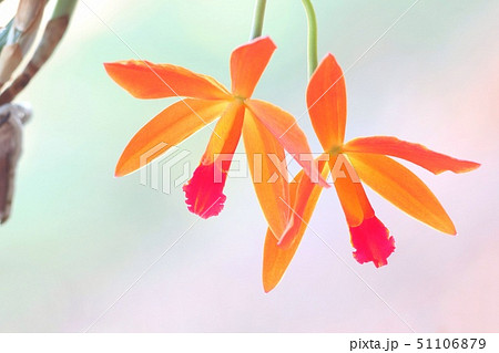 カトレア　オレンジナゲット‘Orange Queen’（花は終わりました） 多花性オレンジ・カトレア - 蘭すきです 開花記録・・・暮らしノート