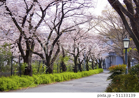 東宝スタジオの桜 東宝撮影所の桜 成城学園 成城の写真素材 - PIXTA