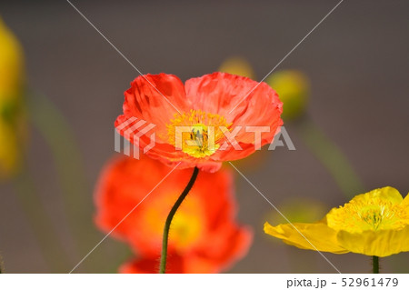 花 ポピー ひなげし 虞美人草の写真素材 - PIXTA
