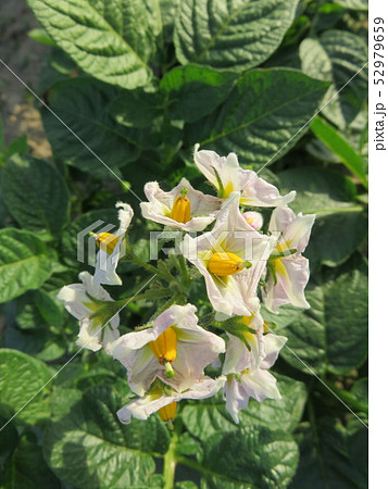 ジャガイモの花の写真素材