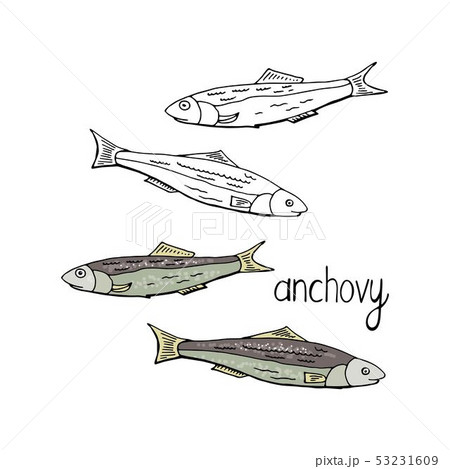 サカナ 魚 魚類 スケッチのイラスト素材