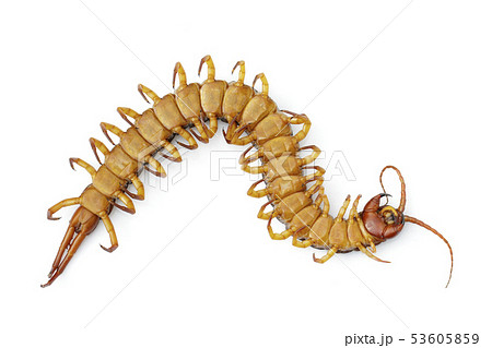 巨大ムカデの写真素材