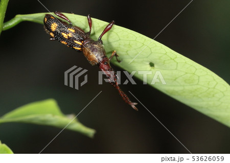 ミツギリゾウムシ科の写真素材