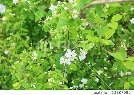バイカウツギの写真素材 - PIXTA