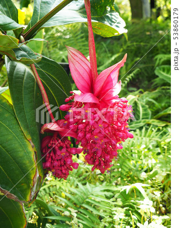 火の鳥とも呼ばれるメディニラマグニフィカ｜花、木、草、植物っ