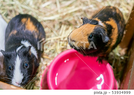 モルモット 水飲み 動物 テンジクネズミの写真素材