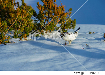 雷鳥 かわいい 冬 雪 可愛いの写真素材