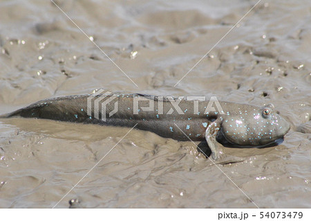 ムツゴロウの写真素材