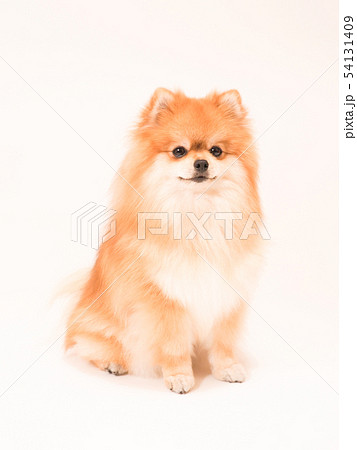 小型犬の写真素材