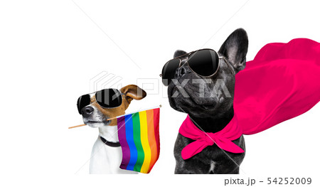 わんこ 犬 ゲイ 同性愛の写真素材