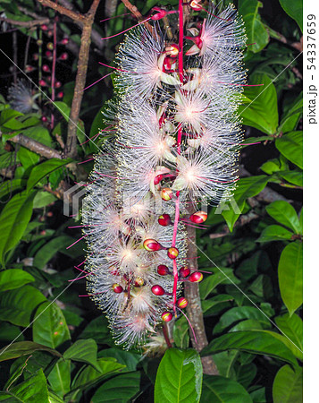 サガリバナ ピンクの花 さがり花 南国の花の写真素材