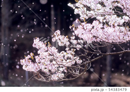 桜吹雪 花吹雪 舞う 黒バックの写真素材