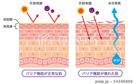 皮膚のイラスト素材