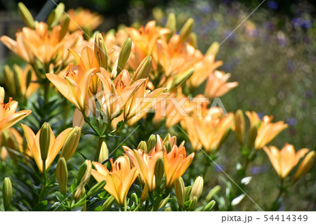 ユリの花粉の写真素材