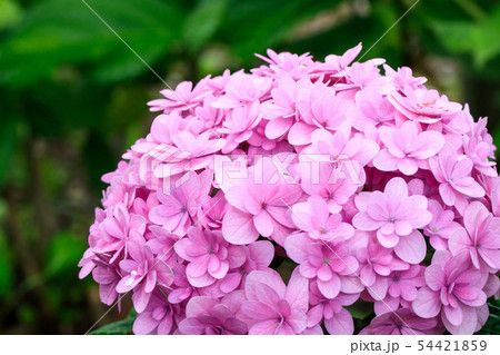 てまりてまりの写真素材