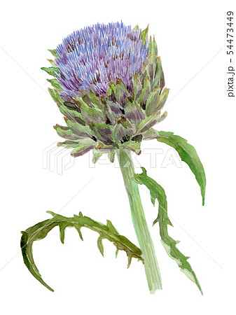 アーティーチョークのイラスト素材 - PIXTA