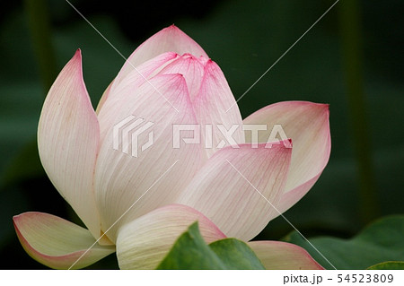 スリランカの国花 7月の誕生花 インドの国花 ベトナムの国花の写真素材