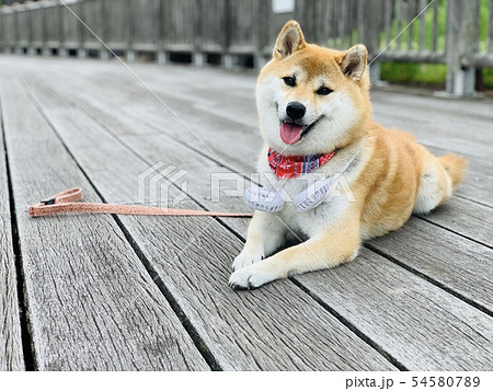 扇風機 夏 犬 柴犬の写真素材