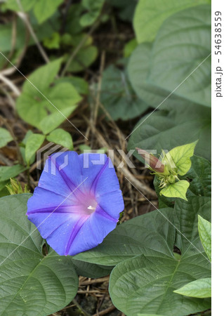 野朝顔の写真素材