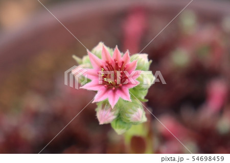 多肉植物 センペルビューム 花 植物の写真素材