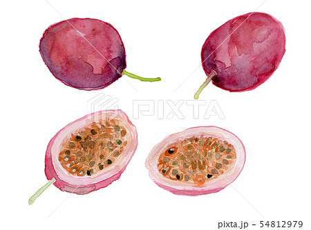 パッションフルーツのイラスト素材 Pixta