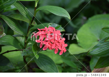 サンダンカ 三段花の写真素材 - PIXTA