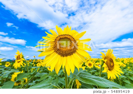 青空 花 上を向く 前向きの写真素材