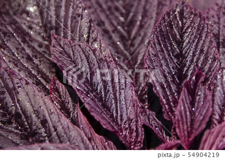 ウルトラ怪獣の写真素材