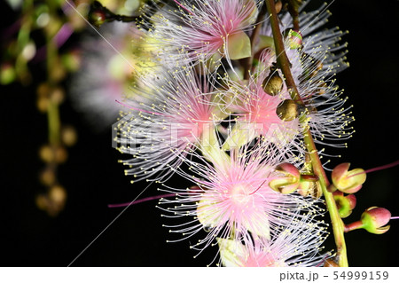 下がり花の写真素材