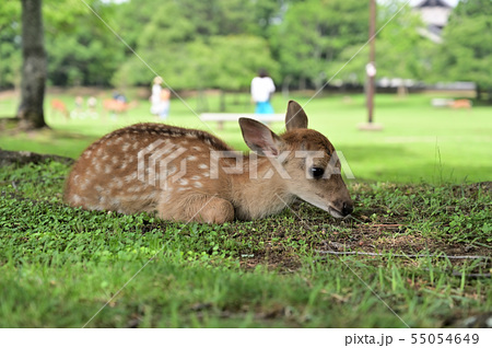 鹿 可愛い 横向き 樹木の写真素材