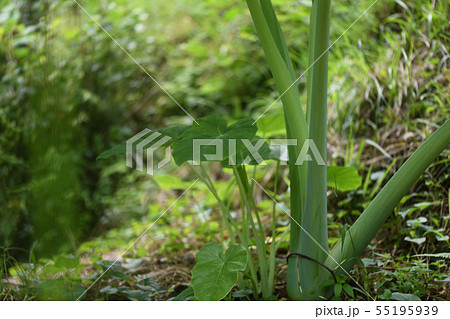蓮芋 りゅうきゅう 野菜 露地栽培の写真素材