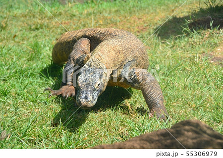 コモドドラゴン オアフ島 ホノルル動物園 ハワイの写真素材