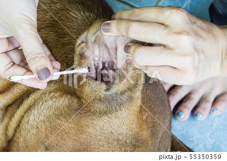 耳ダニ 犬の写真素材