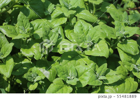 つるな ツルナ 野菜 夏野菜の写真素材