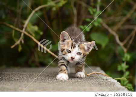 猫 子猫 可愛い 動物の写真素材