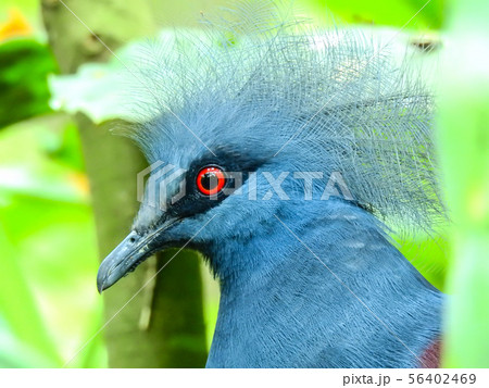 鳩 ハト とさかのある 鳥の写真素材