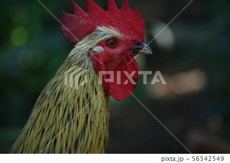 ニワトリ 鳥 鳥類 顔の写真素材