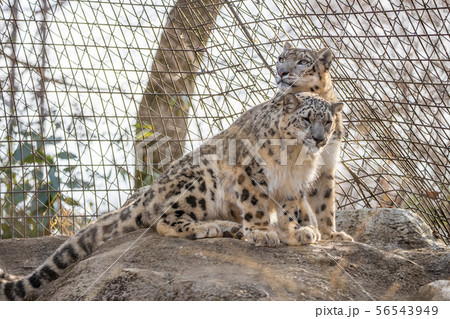 ユキヒョウ 肉食動物 絶滅危惧種 多摩動物公園の写真素材